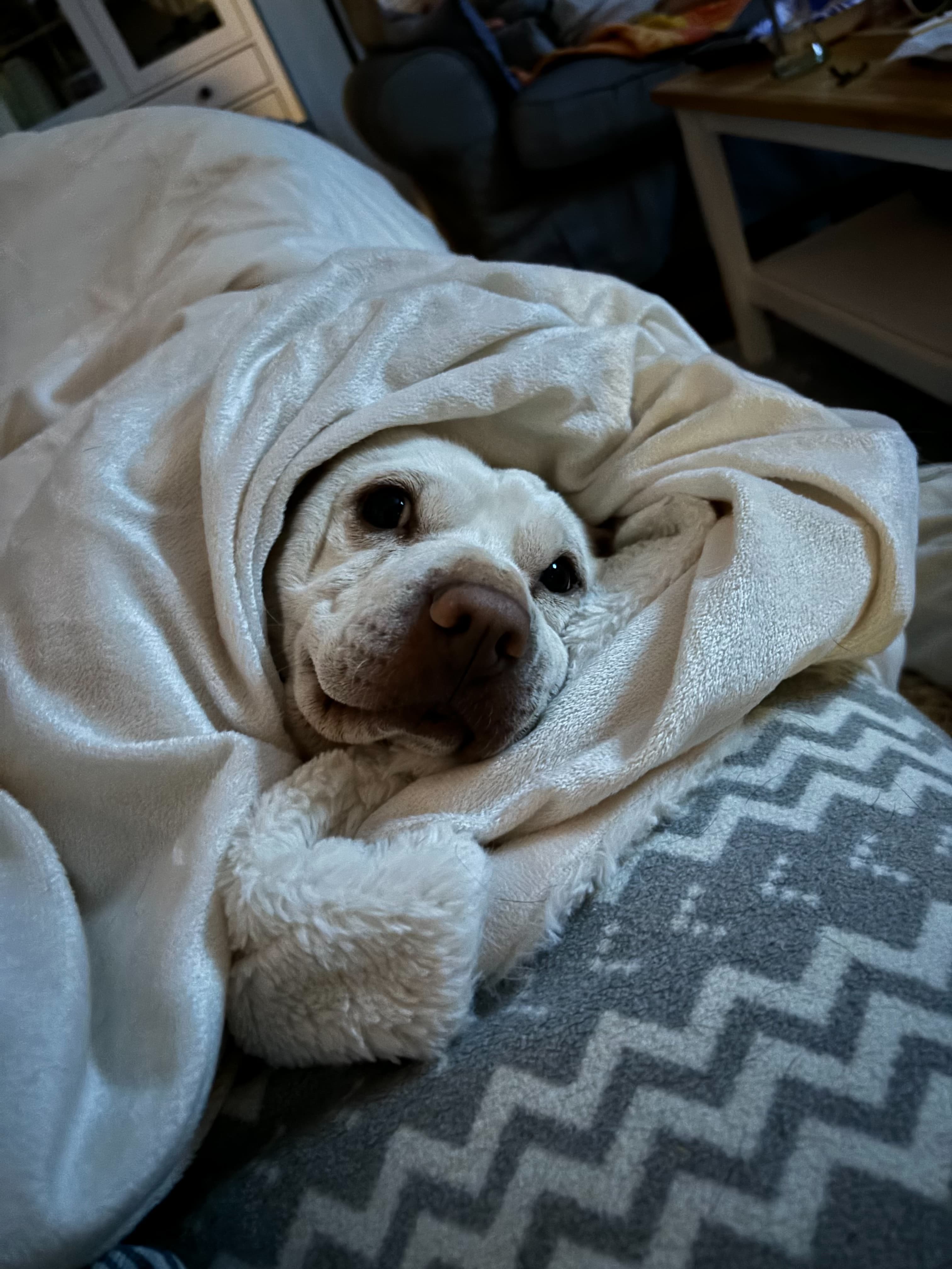 A white dog wrapped in a soft blanket on the sofa