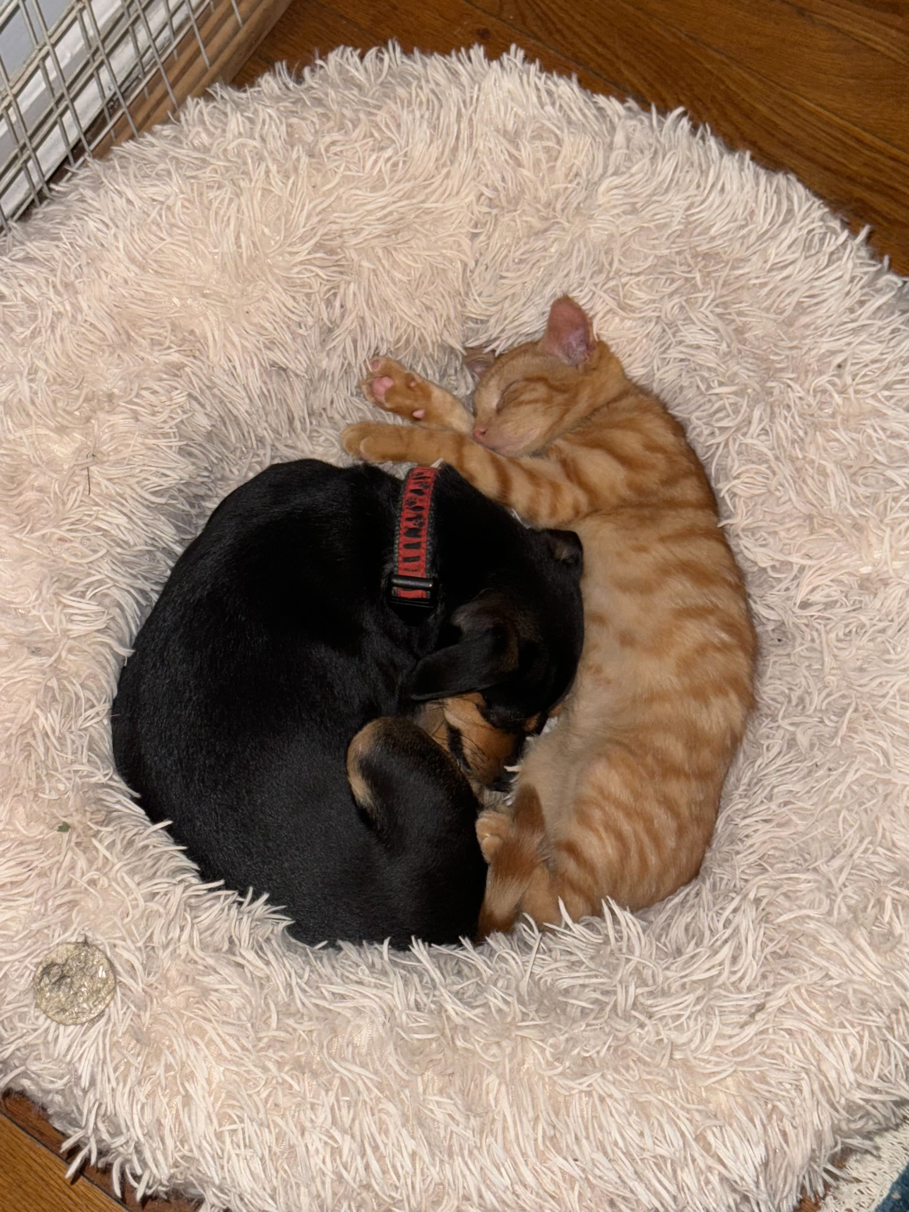 A black cat and an orange cat curled up together in a fluffy bed