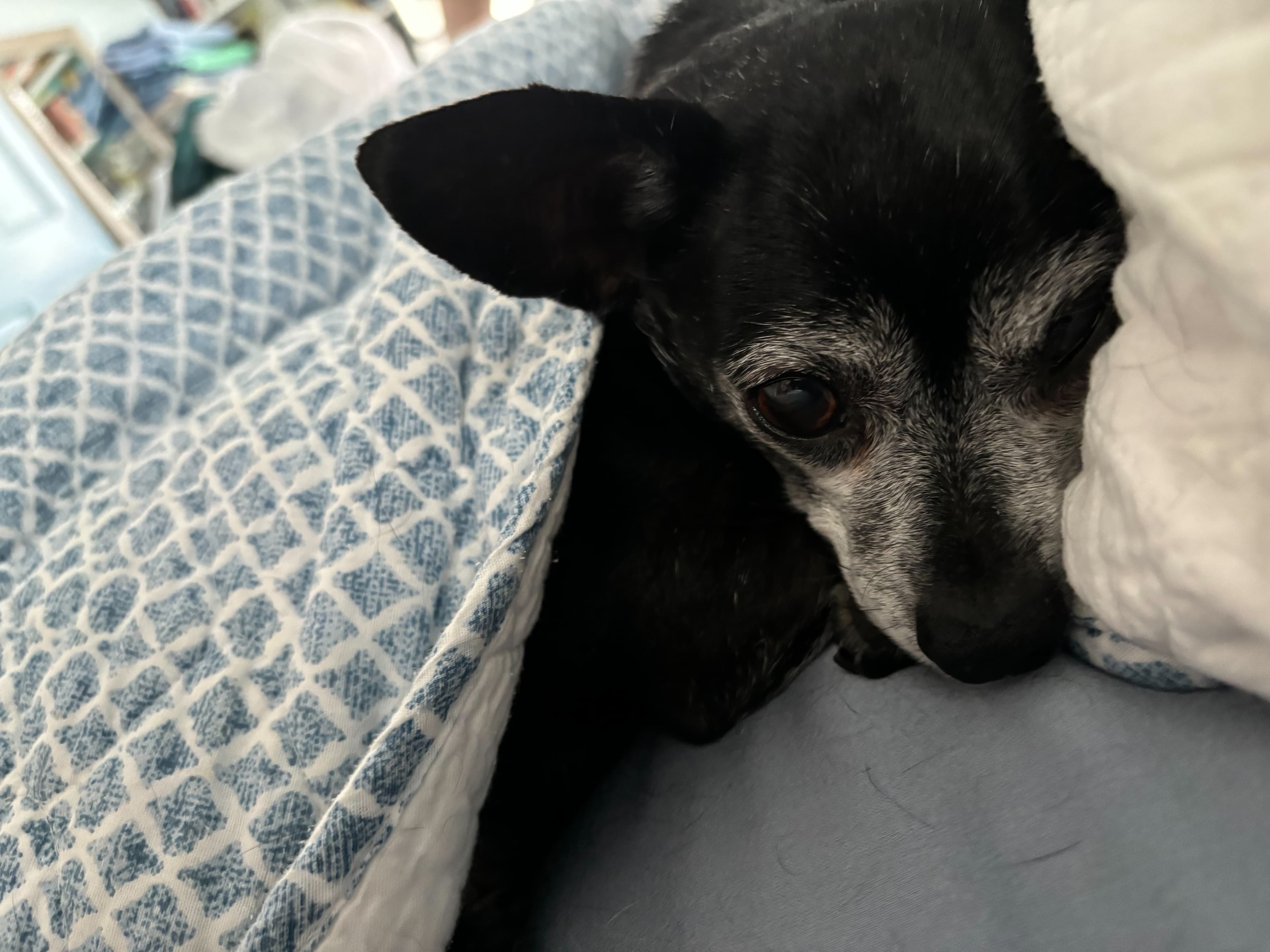 An older black dog resting on a patterned couch cushion